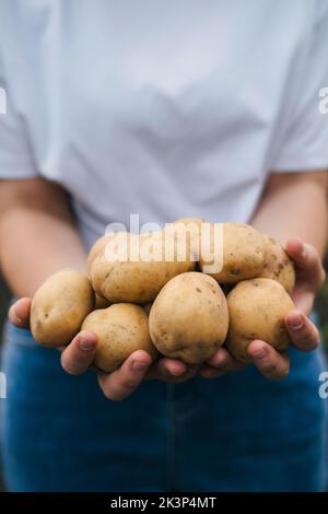 Vista ritagliata delle mani della donna che tiene patate appena scavate. Raccolta autunnale. Campo di coltivatore. Agricoltura vegetale biologica. Agricoltura di natura. Foto Stock