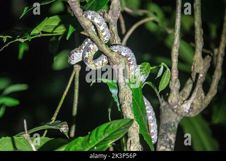 Ciglia viper (Bothriechis schlegelii), Refugio de Vida Silvestre Monteverde, Monteverde, Costa Rica Foto Stock