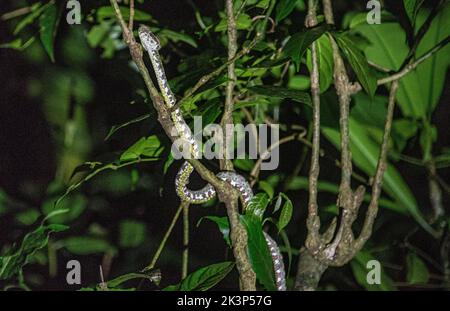 Ciglia viper (Bothriechis schlegelii), Refugio de Vida Silvestre Monteverde, Monteverde, Costa Rica Foto Stock