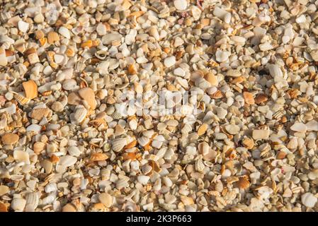 Conchiglie di mare a Playa Conchal, una spiaggia fatta di conchiglie, Guanacaste, Costa Rica Foto Stock