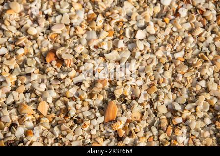 Conchiglie di mare a Playa Conchal, una spiaggia fatta di conchiglie, Guanacaste, Costa Rica Foto Stock