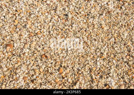 Conchiglie di mare a Playa Conchal, una spiaggia fatta di conchiglie, Guanacaste, Costa Rica Foto Stock