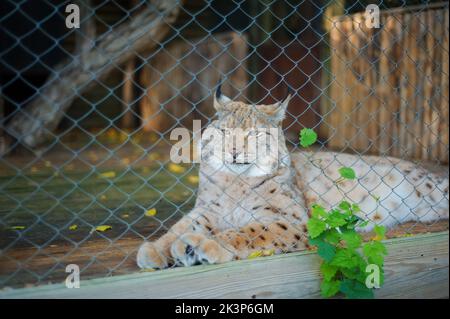 lynx nello zoo, triste, in cattività, accanto a una recinzione metallica Foto Stock