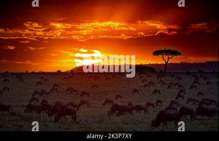 Una mandria di animali selvatici che pascolano nella savana catturata durante il tramonto con un sole acceso Foto Stock