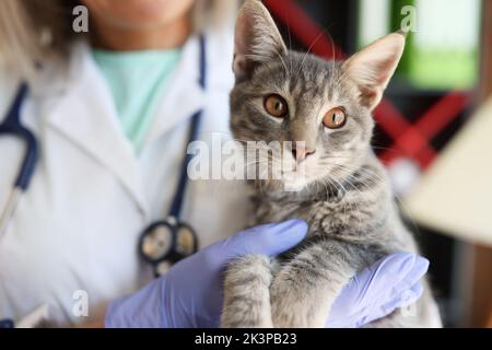 Mani veterinarie che tengono bel gatto in clinica veterinaria Foto Stock