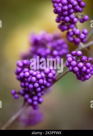 Diramazione con belle bacche viola di bacca di bellezza arbusto nel giardino autunnale. (Adeia) Foto Stock