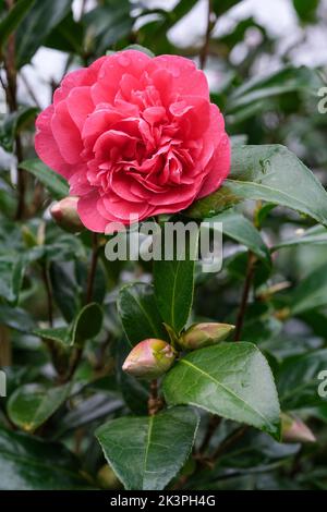 Camellia x williamsii 'anticipazione', camellia 'anticipazione'. Fiori rosa-rosa doppi e profondi Foto Stock