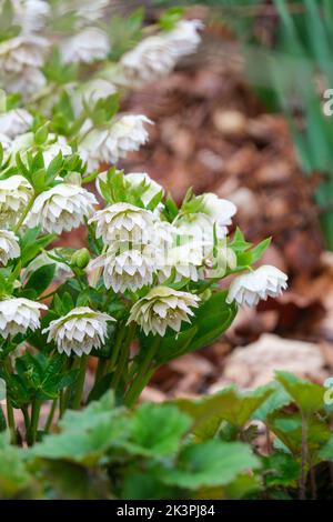 Helleborus x Hybridus Harvington doppio bianco puntinato, Lenten rosa ellebore. Foto Stock