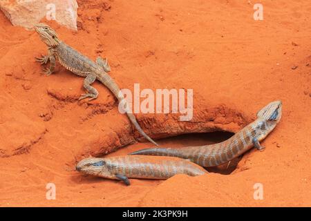 Gli Skink Centralian dalle tonalità blu (Tiliqua multifasciata) e un Drago Centrale Bearded (Pogona vitticeps) davanti al loro prestito. Prigioniero. Australia Foto Stock