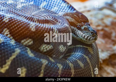 Il Python (Morelia spilota bredli) è originario dell'Australia. Prigioniero. Foto Stock