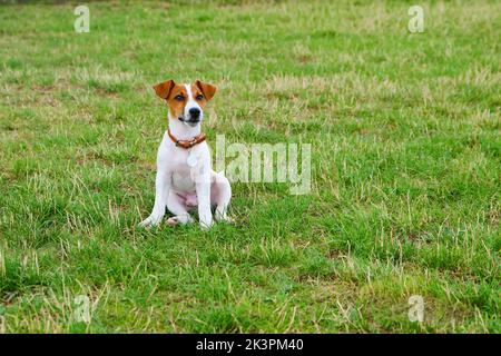 piccolo cucciolo di un corriere russel jack in prato Foto Stock