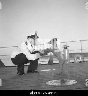 Durante la seconda guerra mondiale La nave da guerra Sverige durante gli esercizi navali in mare. Il cane della nave Nicke è visto giocare intorno con un ufficiale. Svezia giugno 1940. Kristoffersson Ref 141 Foto Stock