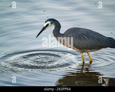 Airone bianco-affrontato al bordo delle acque nella luce di sera che cerca il cibo in shallows. Foto Stock