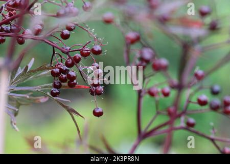 primo piano di elderberridi rosso-nero in autunno, fuoco selettivo, sfondo sfocato Foto Stock