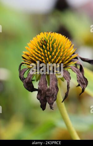 primo piano di una purea di echinacea con cesto di fiori gialli e petali secchi marroni Foto Stock