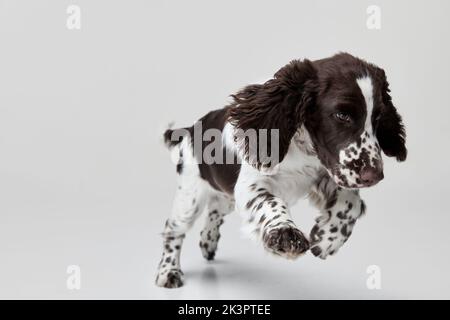 Ritratto di cane springer spaniel inglese che salta in una corsa isolata su sfondo grigio Foto Stock