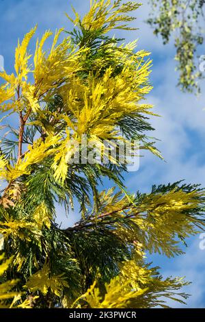 Calocedrus decurrens 'Aureovariegata', Incense Cedar Tree, Golden, Conifer Bella Calocedrus 'Aureovariegata' Foto Stock