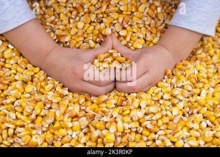 Le mani dei bambini che fanno la forma del cuore su sfondo giallo del seme di mais. Concetto di amore. Primo piano Foto Stock