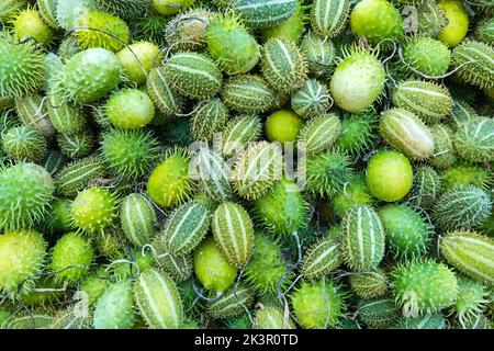 Cucamis anguria, cackrey, West Indian zucca colori verdi con strisce. Esposizione e vendita Foto Stock