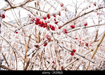 Bacche rosse surgelate su un ramo in ghiaccio e neve in una giornata invernale Foto Stock