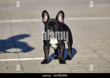 Affascinante cucciolo di un bulldog francese nero con il sole nel parcheggio. Foto Stock