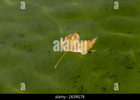 Acero di Sycamore. Acer pseudoplatanus foglia galleggiante su acqua con copyspace, Abington Park, Boating Lake, Northampton, Regno Unito. Foto Stock