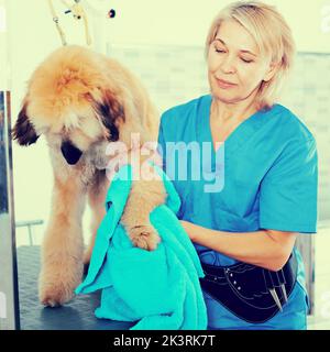 donna matura parrucchiera panni cucciolo di cane afghano in parrucchiere per cani Foto Stock