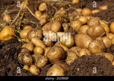 Mucchio di patate appena raccolte sul campo. Raccogliendo radici di patata da suolo in giardino fatto in casa. Agricoltura biologica Foto Stock