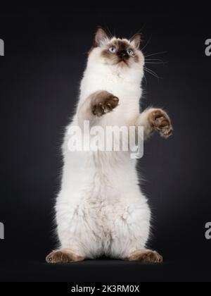 Lanuginoso giovane sigillo punto ragdoll gatto, in piedi su zampe posteriori mostrando il ventre guardando verso l'alto e sopra la fotocamera con gli occhi blu chiaro. Isolato su un backgro nero Foto Stock