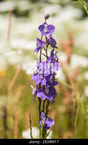 Primo piano di Prairie Larkspur viola - Delphinium Carolinianum aka Consolida. Foto Stock