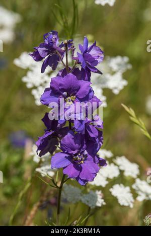 Primo piano di Prairie Larkspur viola - Delphinium Carolinianum aka Consolida. Foto Stock