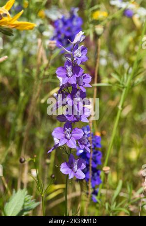 Primo piano di Prairie Larkspur viola - Delphinium Carolinianum aka Consolida. Foto Stock