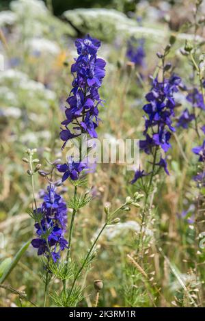 Primo piano di Prairie Larkspur viola - Delphinium Carolinianum aka Consolida. Foto Stock