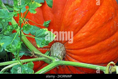 Varietà di zucca gigante di Dills Atlantic. Immagine ravvicinata della pelle striata arancione attaccata alla vite. Cottage giardino, sud dell'Inghilterra, settembre. Foto Stock