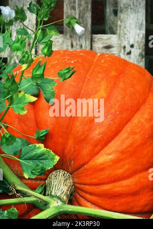 Varietà di zucca gigante di Dills Atlantic. Immagine ravvicinata della pelle striata arancione attaccata alla vite. Cottage giardino, sud dell'Inghilterra, settembre. Foto Stock