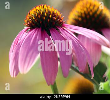 Fiore estivo di Echinacea (purpurea; coneflower viola). Usato nella medicina di erbe per i raffreddori. Giardino all'inglese, settembre. Immagine macro full frame Foto Stock