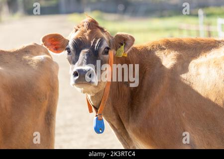 Una mucca di razza Jersey che guarda la macchina fotografica. Attorno al collo è visibile un'etichetta elettronica di monitoraggio e il naso è sollevato. Foto Stock