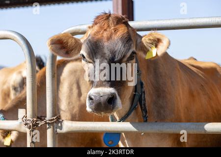 Una mucca di razza Jersey che guarda la macchina fotografica. Attorno al collo è visibile un'etichetta di monitoraggio elettronico Foto Stock