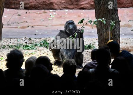 Praga, Repubblica Ceca. 28th Set, 2022. Apertura della Riserva Dja - la nuova casa gorilla dello Zoo di Praga, il 28 settembre 2022, a Praga, Repubblica Ceca. Nella foto si vede gorilla occidentale (gorilla gorilla gorilla). Credit: Ondrej Deml/CTK Photo/Alamy Live News Foto Stock