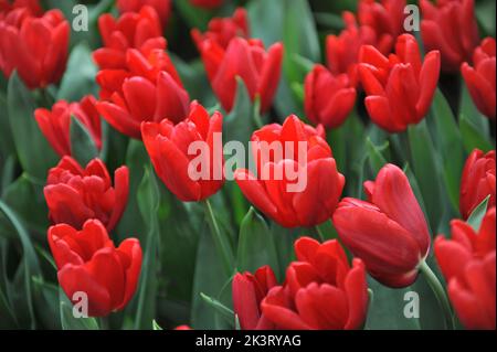 Tulipani rossi (Tulipa) il Principe Ruby fiorisce in un giardino nel mese di marzo Foto Stock