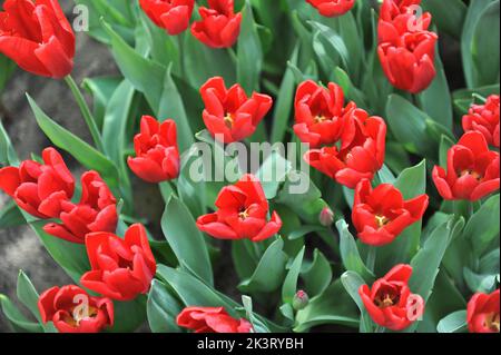 Tulipani rossi (Tulipa) il Principe Ruby fiorisce in un giardino nel mese di marzo Foto Stock