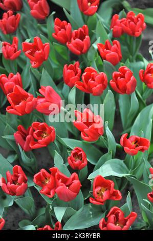 Tulipani rossi (Tulipa) il Principe Ruby fiorisce in un giardino nel mese di marzo Foto Stock