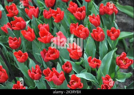 Tulipani rossi (Tulipa) il Principe Ruby fiorisce in un giardino nel mese di marzo Foto Stock