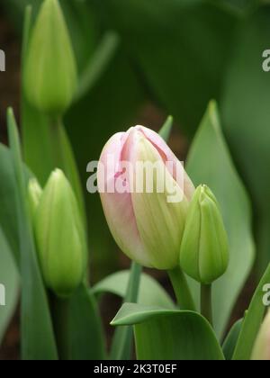 Rosa singolo tulipani tardivi (Tulipa) Sauternes fioriscono in un giardino nel mese di marzo Foto Stock