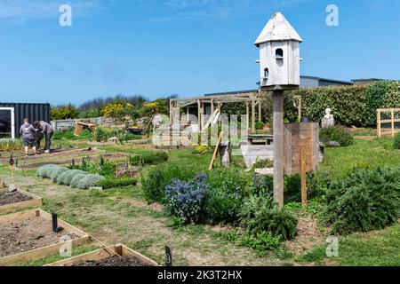 Newquay Orchard volontario lavorare nella comunità crescente spazio in Newquay Orchard. Newquay Orchard è uno spazio creato dalla comunità per la com Foto Stock