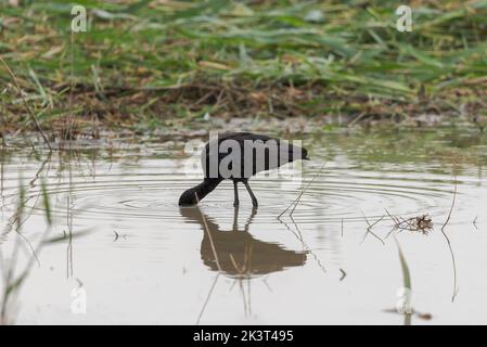 Glossy ibis, Plegadis falcicinellus, nel Parco Naturale di El Hondo, comune di Crevillente, provincia di Alicante, Spagna Foto Stock