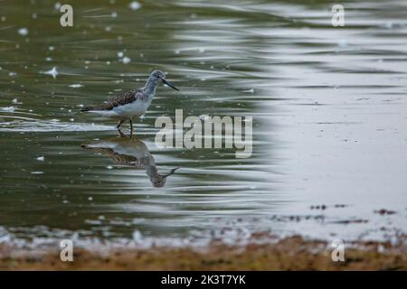 Un gambo verde nella riserva naturale di Rhäden a Obersuhl Foto Stock