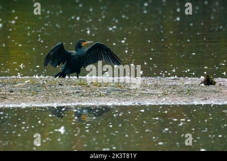 Un cormorano sta asciugando le piume Foto Stock