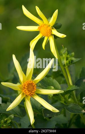 Fioritura, Dahlia, Fiori gialli, Dahlia 'Honka', Fiore Foto Stock