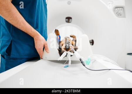Veterinario irriconoscibile ritagliato in uniforme blu prendersi cura del cane sdraiato sulla schiena per zampe e muso durante il passaggio attraverso l'apparecchiatura di imaging Foto Stock